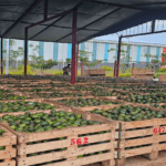 From Field to Fork: The Journey of Sustainable Agro-Processing at Jimma Industrial Park