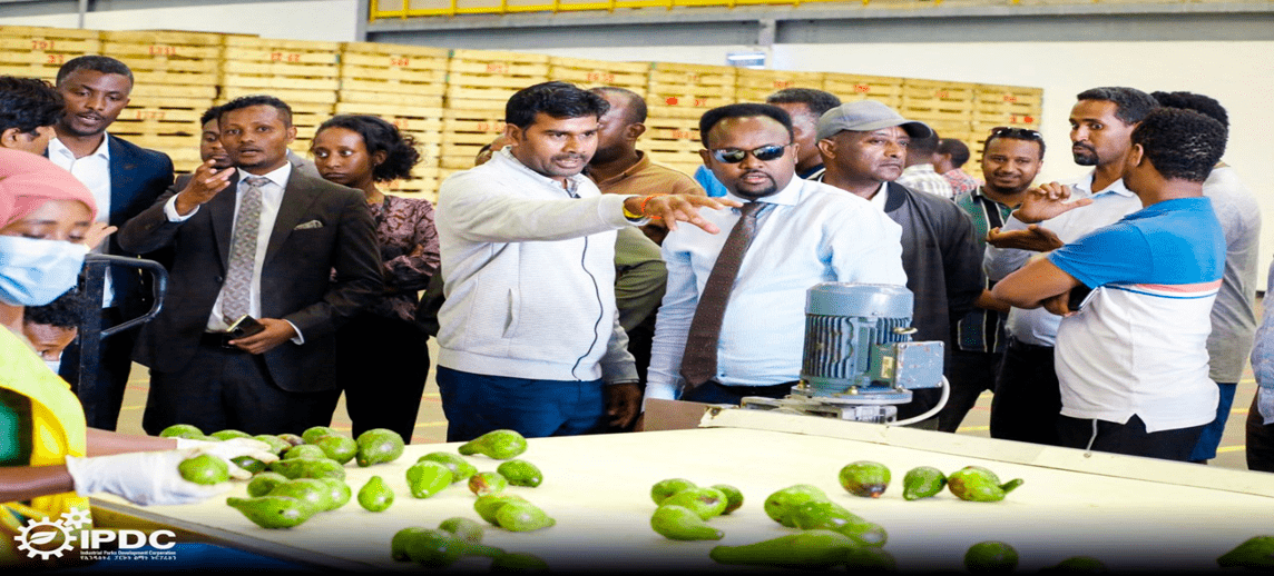 Read more about the article Sustainability in Action: A Day at Jimma Industrial Park’s Agro-Processing Facilities